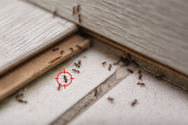 Best Affordable Pest Control Services  in Cumberland Hill, RI